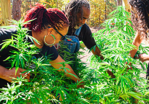 Frosted Kush Flowering Time: What to Expect from Seed to Harvest